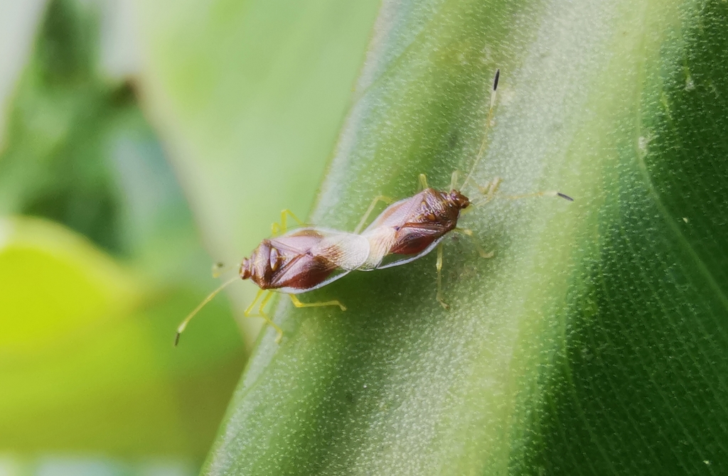 Saileriolidae