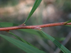 Hakea eriantha