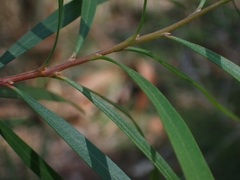 Hakea eriantha