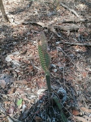 Acanthocereus oaxacensis
