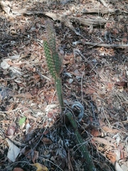 Acanthocereus oaxacensis