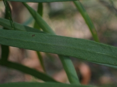 Hakea eriantha