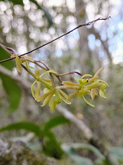Epidendrum conopseum image