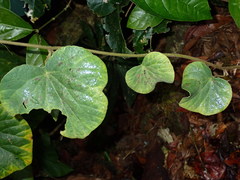Piper umbellatum