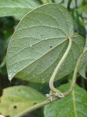 Piper umbellatum