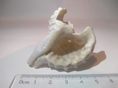 Cymatiidae