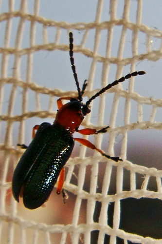 Oulema melanopus