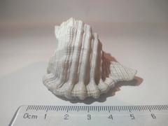 Cymatiidae