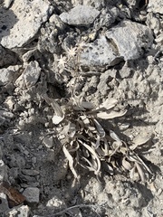 Helianthella microcephala