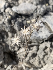 Helianthella microcephala