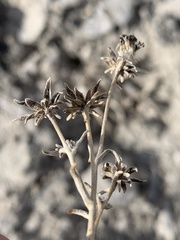 Helianthella microcephala