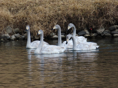 Cygnus cygnus
