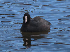 Fulica atra