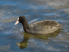 Fulica atra