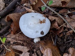 Hygrophorus occidentalis