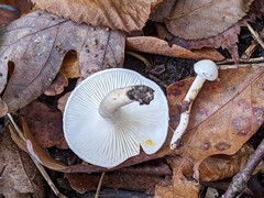 Hygrophorus occidentalis