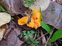 Cantharellus flavus