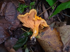 Cantharellus flavus