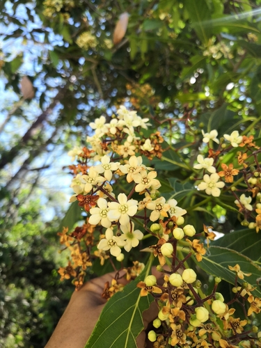 Nectandra hihua, photograph 4