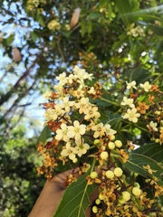 Nectandra hihua