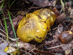 Tricholoma subluteum