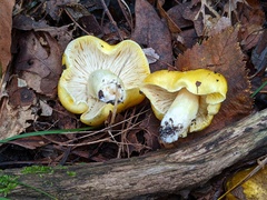 Tricholoma subluteum