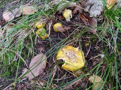 Tricholoma subluteum