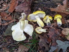 Tricholoma subluteum