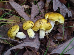 Tricholoma subluteum
