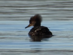 Lophodytes cucullatus