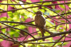 Haemorhous mexicanus