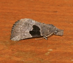 Hypena drucealis
