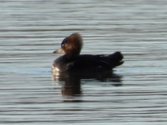 Lophodytes cucullatus