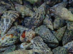 Cerithium litteratum