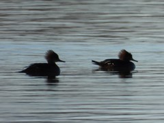 Lophodytes cucullatus