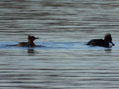 Lophodytes cucullatus