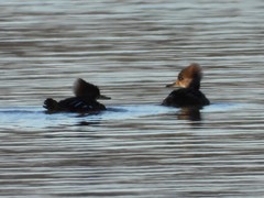 Lophodytes cucullatus