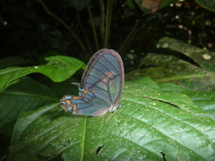 Pseudohaetera hypaesia