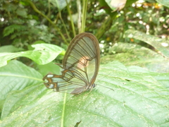 Pseudohaetera hypaesia