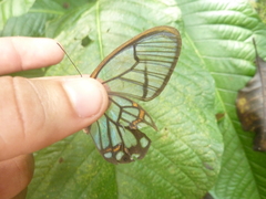 Pseudohaetera hypaesia