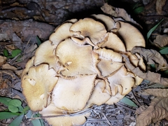 Desarmillaria caespitosa image