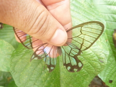 Pseudohaetera hypaesia