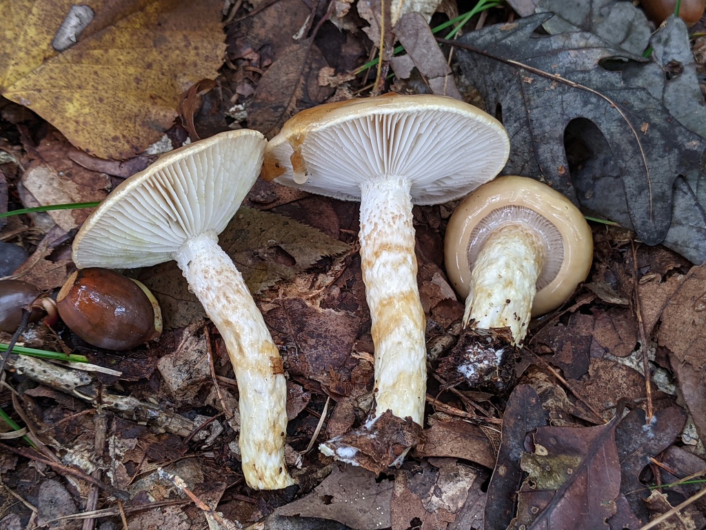 Hygrophorus paludosus