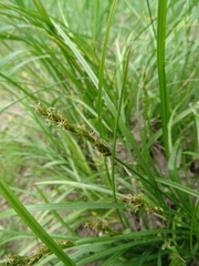 Carex vulpina