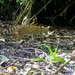 Genetta servalina archeri - Photo (c) J. Walz, algunos derechos reservados (CC BY-NC), subido por J. Walz