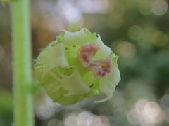 Tellima grandiflora