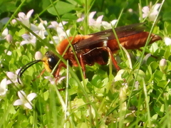 Sphex latreillei