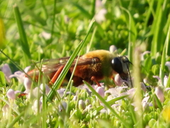 Sphex latreillei