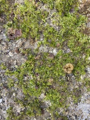 Ulva californica