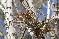 Fewleaf Airplant (Tillandsia paucifolia)